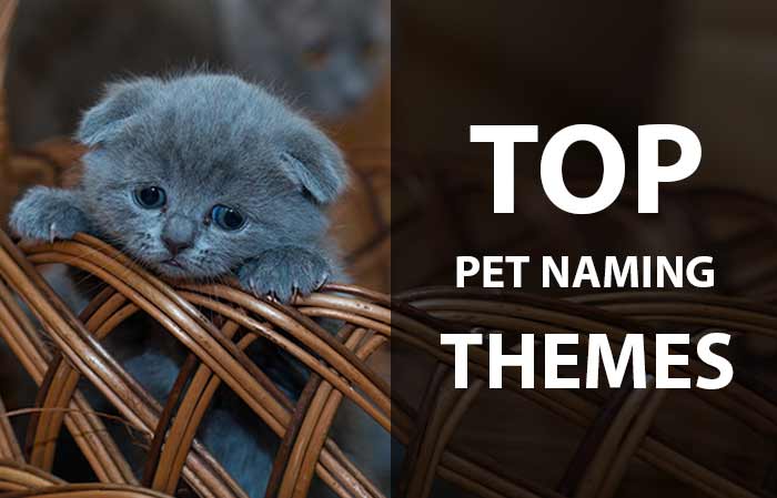 Best Name themes for pets: Dog, Cat, birds, exotic
