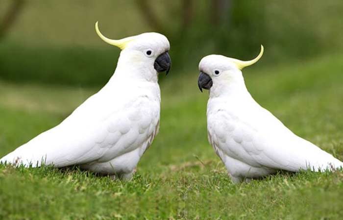 Cockatoos-pair