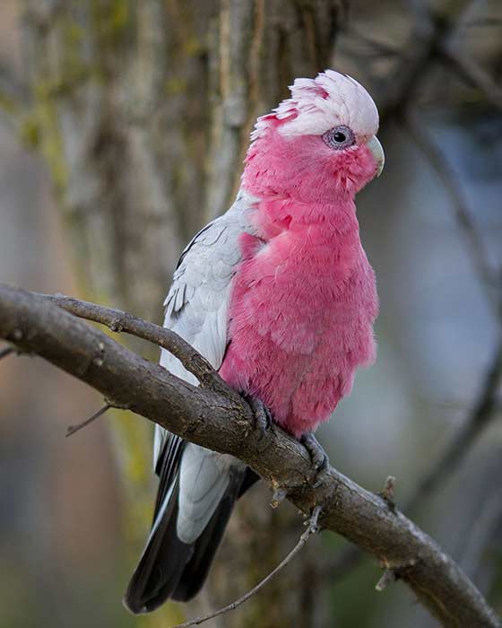Rose breasted cockatoo species