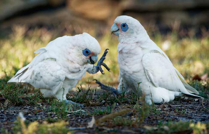Bare-eyed cockatoo