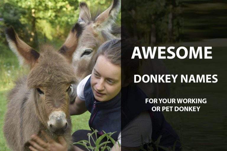 Donkey Names for Baby, Female, Male + Funny Good Ideas
