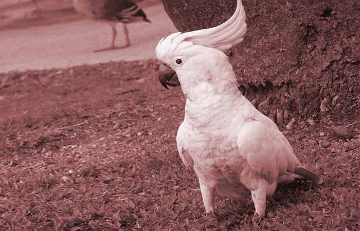 female-Cockatoo pet bird