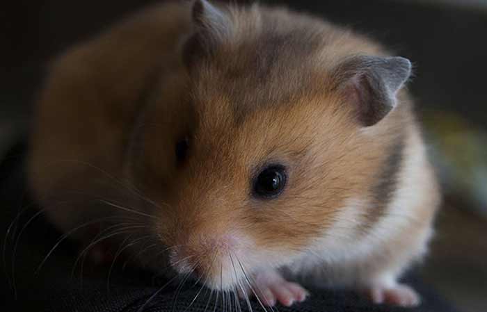 Golden Syrian Hamster