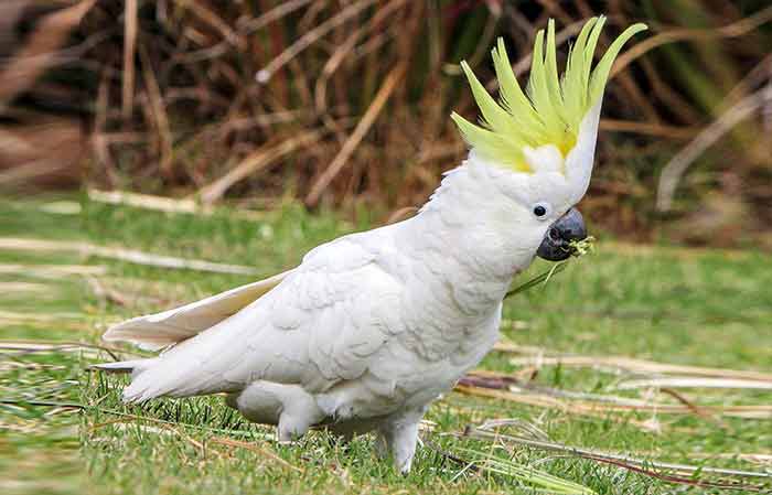 pet cockatoo breeds