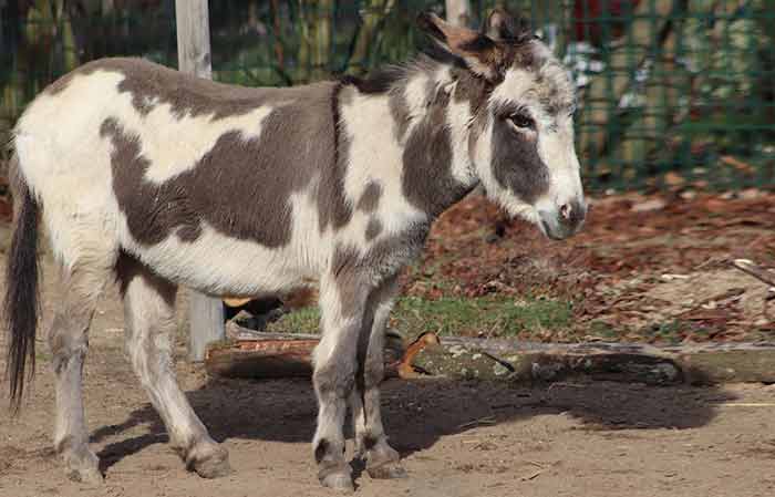Funny pet donkey names