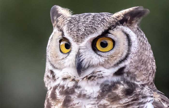 Pet Owl Names for girl, male and scientific