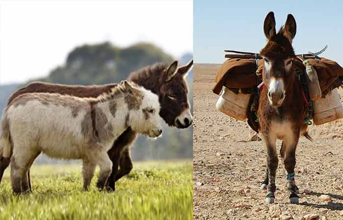 Pet vs working donkey Photo