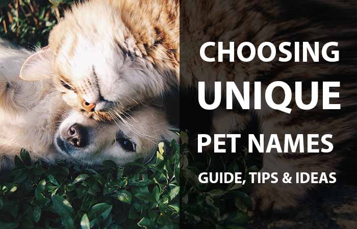 How to choose good unique name for your pet