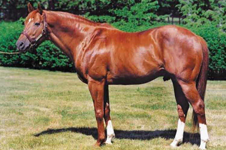 Secretariat is greatest known racehorse