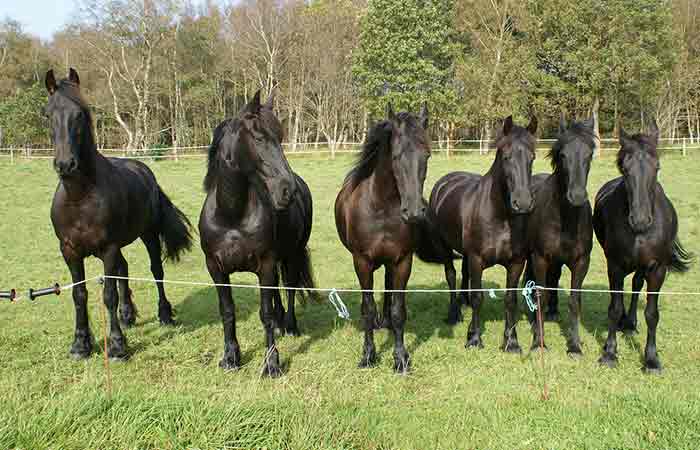 Pure black Horse breeds