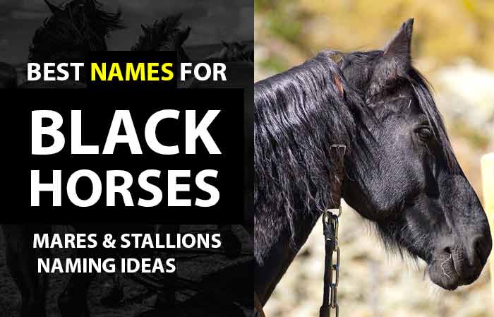 Top Names for Black Horses (Including Black & White)
