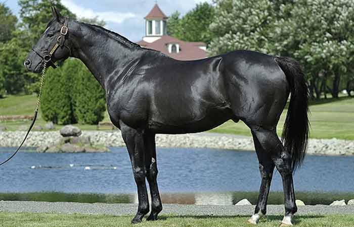 Black Male horse