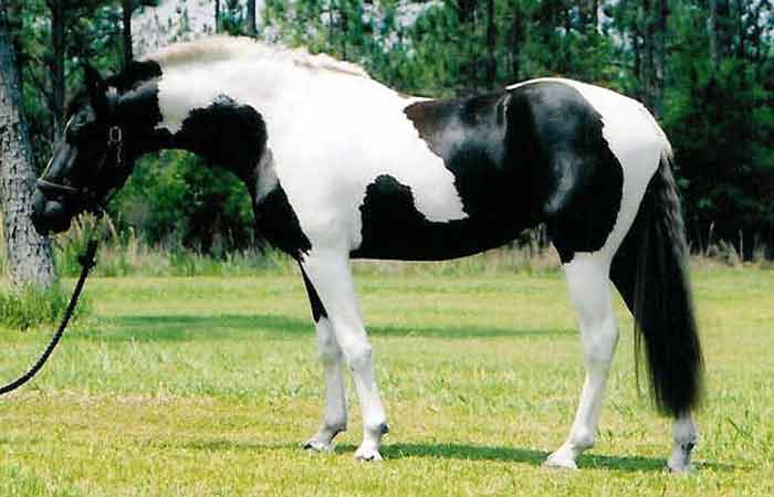 Black and white horse breed Names