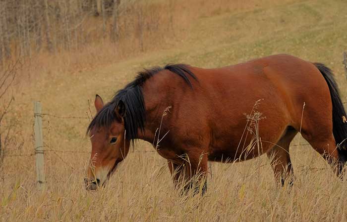 Brown female horse