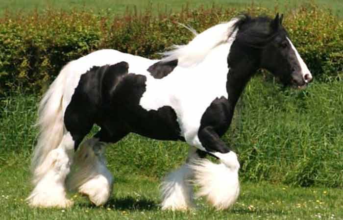 Black and white horse names