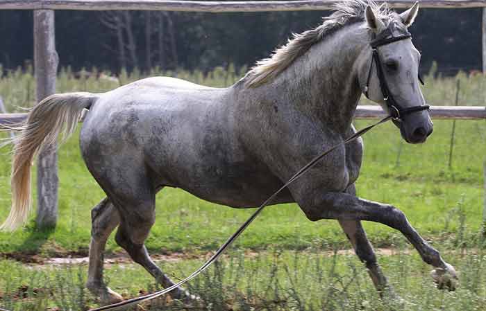 Grey Horse Names for Mares & Stallions