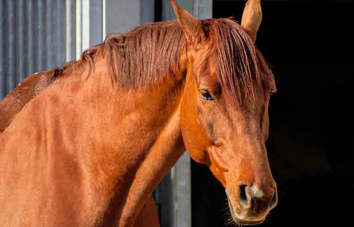 Male Brown Horse naming