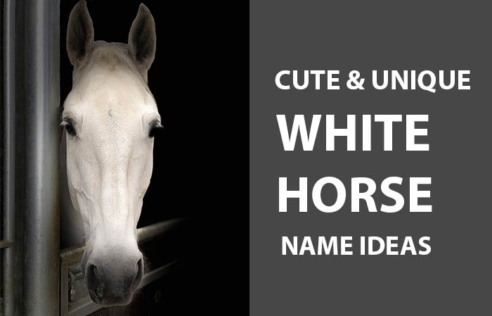 Unique white horse names and naming ideas