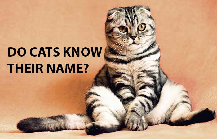 Do cats know their name or recognize their owner face
