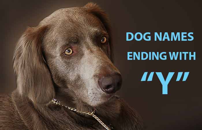 Dog Names ending with Y