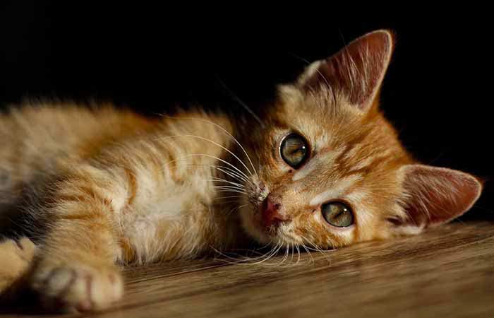 How to name cat and how to train kitten learn its name