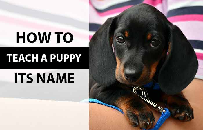 How to Teach a Puppy its Name With/No Treats