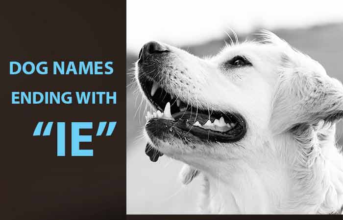 Dog Names that End with IE