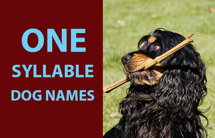 One-Syllable Dog Names