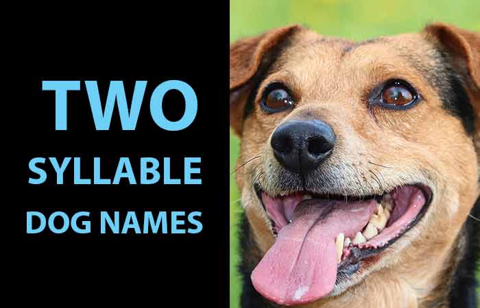 Best Two-Syllable Dog Names