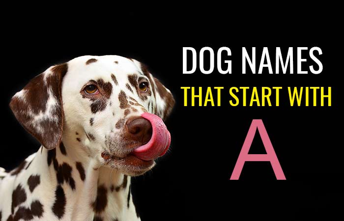 Best Dog names that start with A