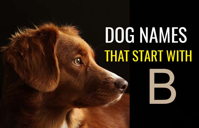 Dog names that start with B - Petnamee