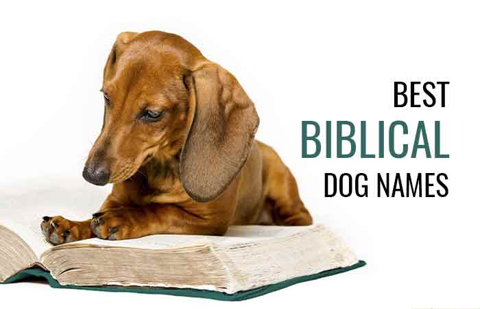 Biblical Dog Names