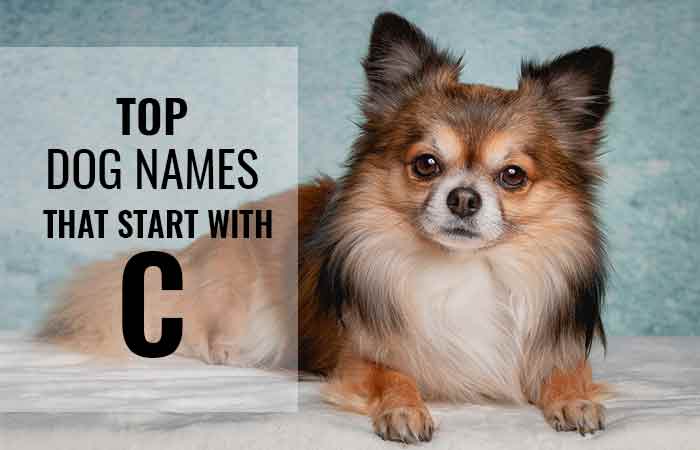 Dog Names that Start with C - Petnamee