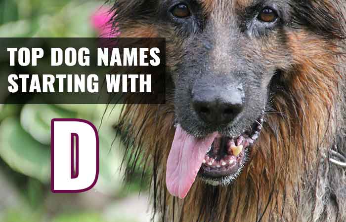 Best girl and boy dog names that start with D