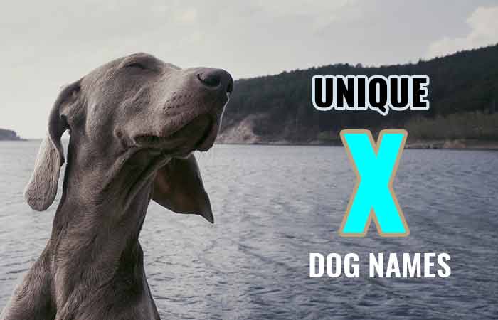 Dog names that with x start, end