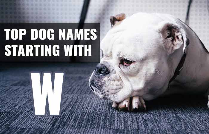 Female and male dog names that start with W