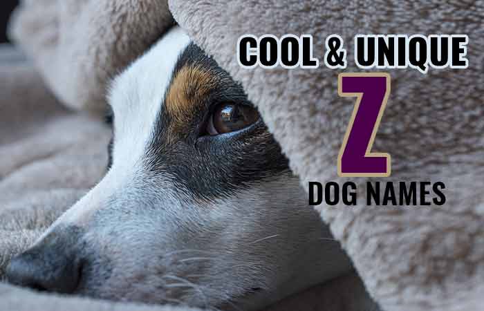 Cute & Cool Dog Names that start with Z - Petnamee