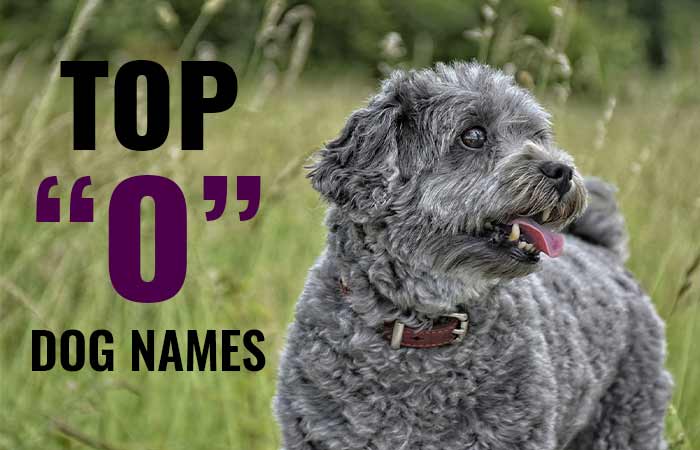 O Dog Names