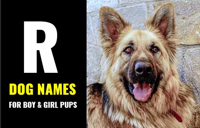 Best Dog Names that Start with Letter R