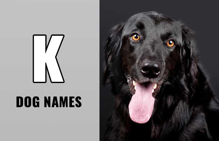 Dog Names that Start with K - Petnamee