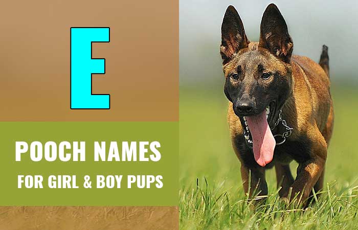 Dog Names that Start with E - Petnamee