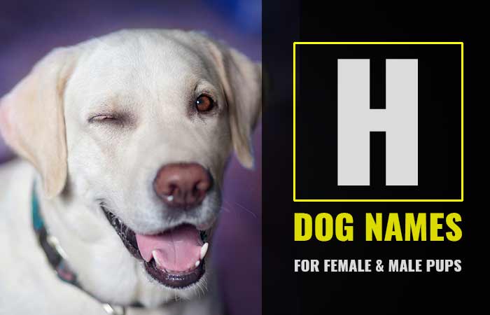Female & male dog names that start with letter H