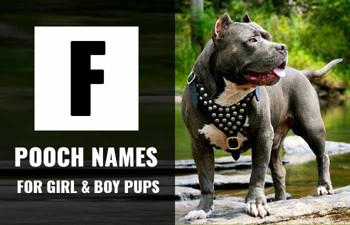 Dog names that start with F