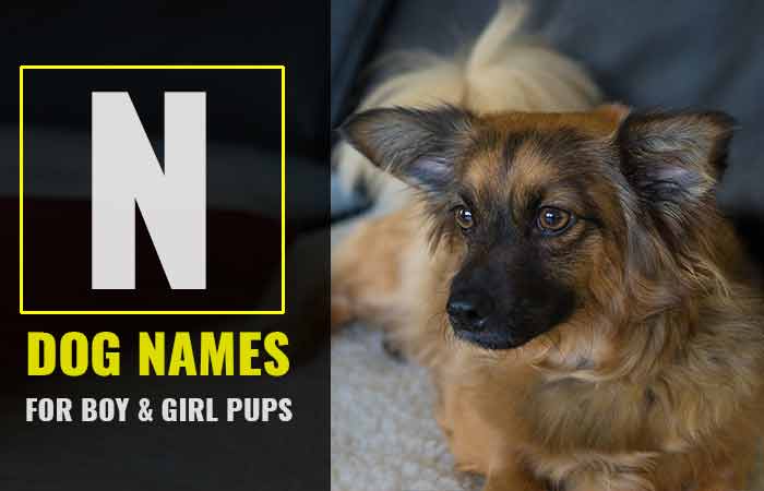 N dog names for girl and boy puppies