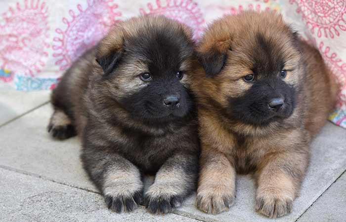 A pair of cute Puppies