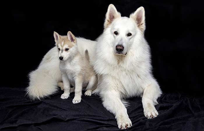 Cute White Dogs
