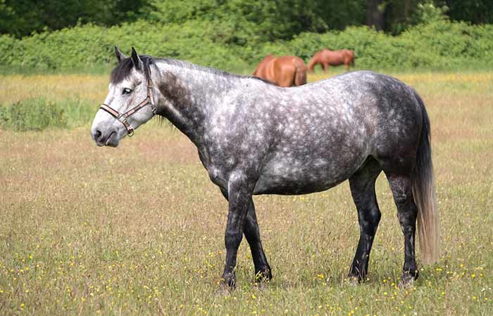 Dapple-grey horse names