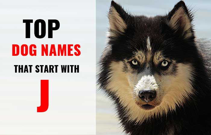 Dog names that start with letter J