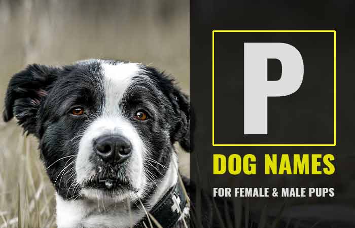 Girl & Boy Dog Names that Start with P - Petnamee