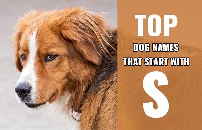 Letter S Begining Dog Names